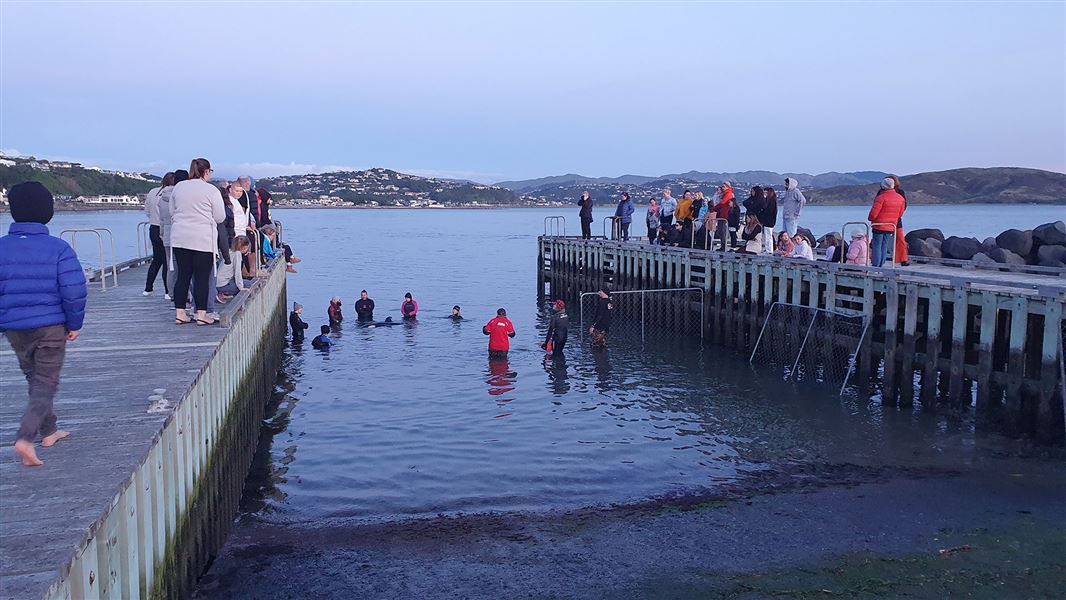 People standing in water and on pier around orca in shallow water.