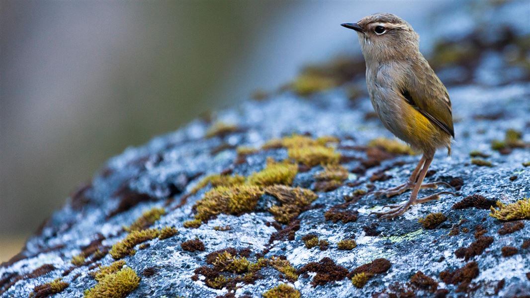 Rock wren. 