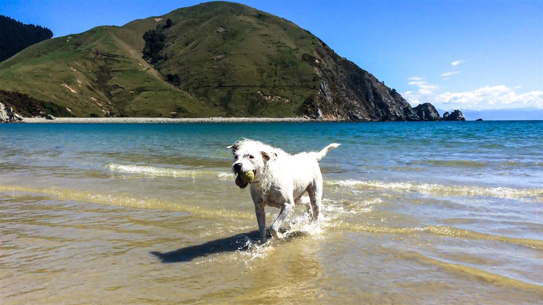 A white dog trotting out of the sea carrying a tennis ball