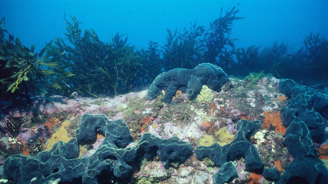 Underwater photo of blue-grey sponges that look like blobs of set concrete with kelp in the background.