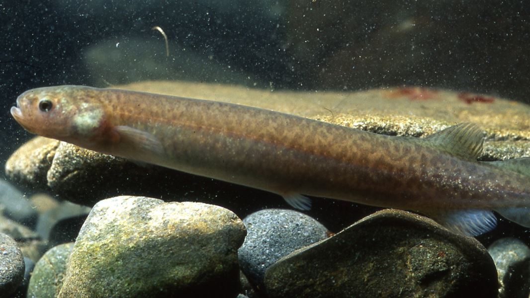 A close up of the full length of a small freshwater fish, hiding among the rocks.