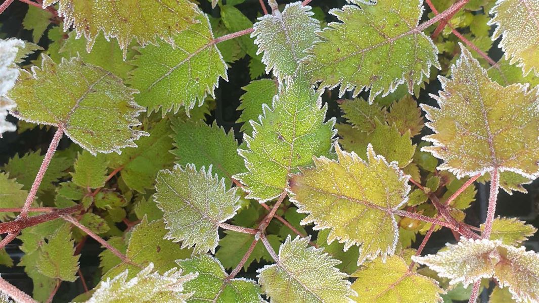 Aristotelia serrata leaves. 