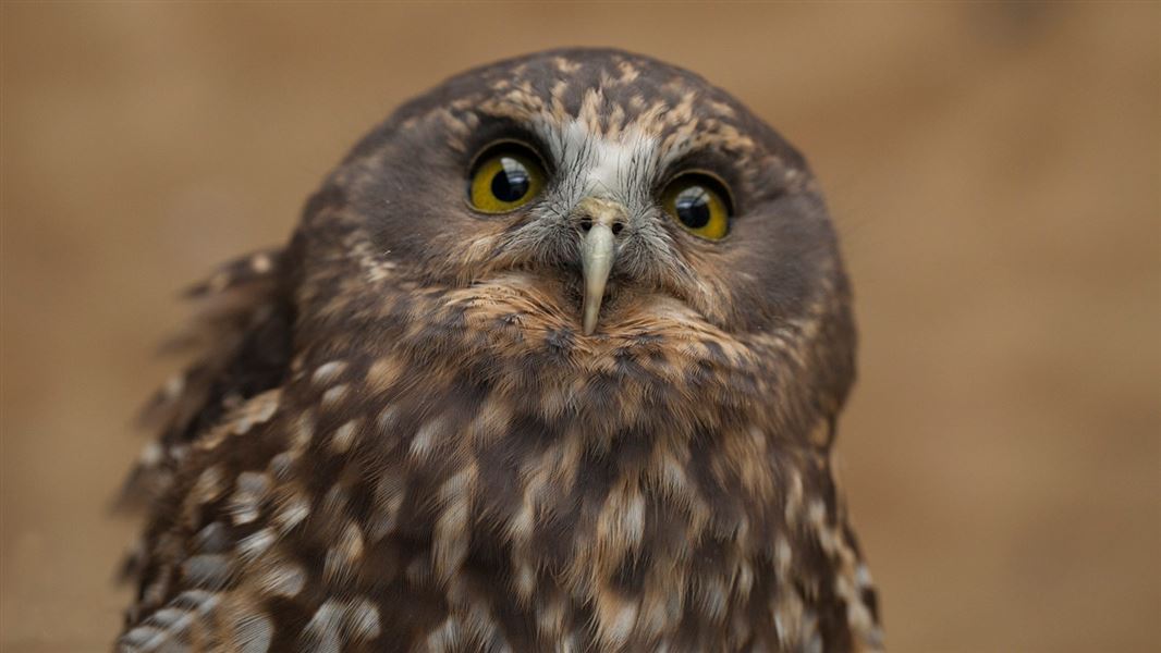 Morepork/ruru. 