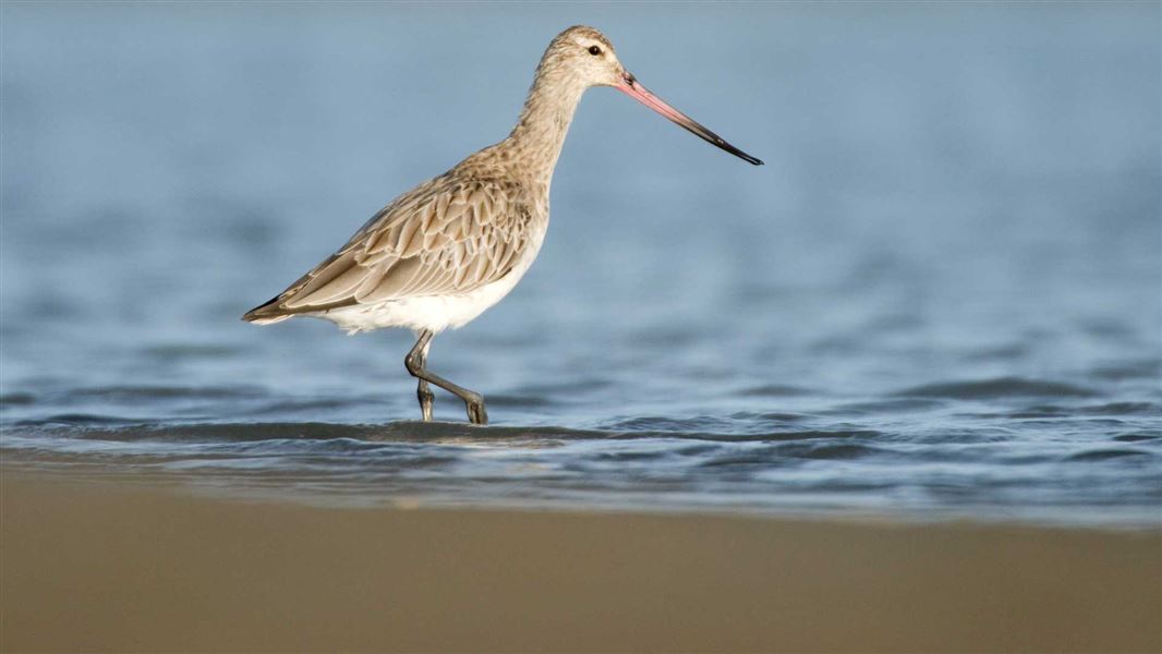 Godwit, Waituna Wetlands.