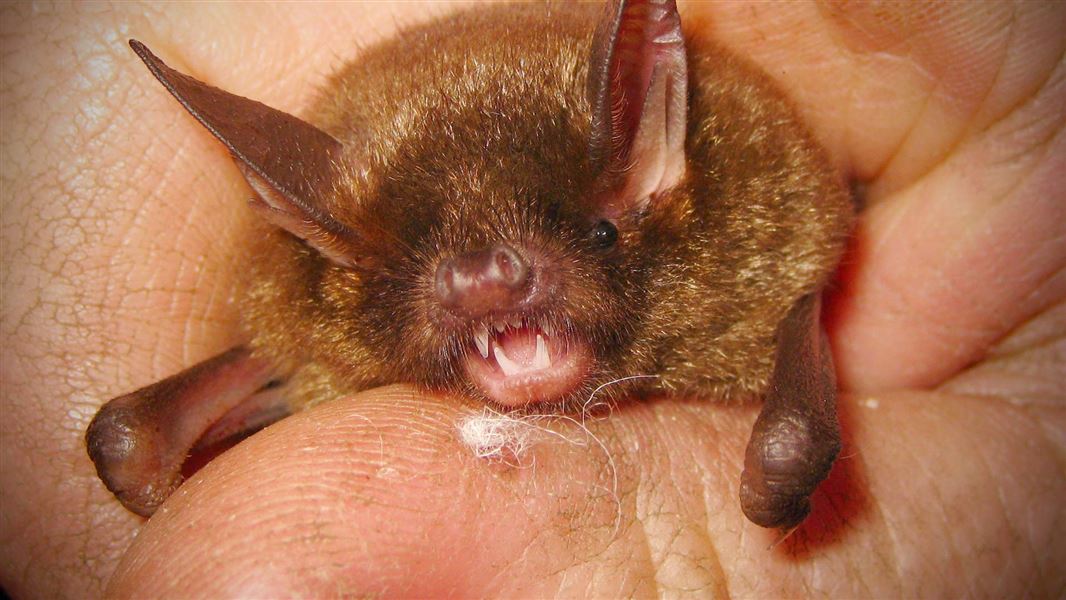 Lesser short-tailed bat.