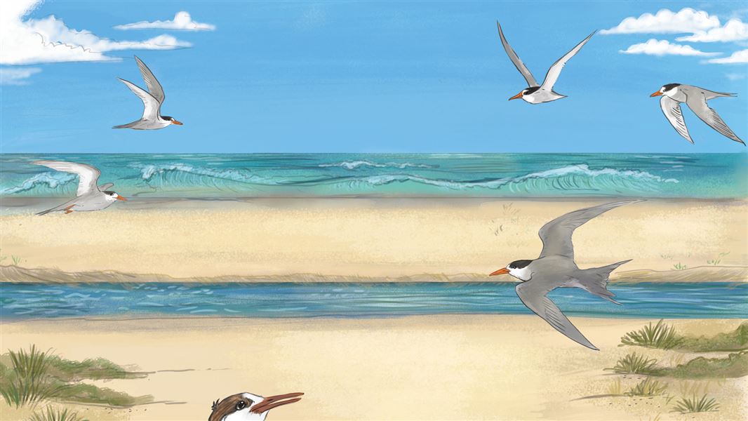 Illustrations of tara iti flying at the beach from the book.