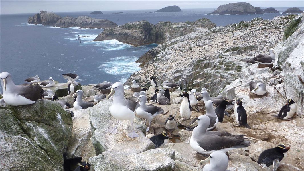 Salvins mollymawk and erect-crested penguins, Bounty Islands. 