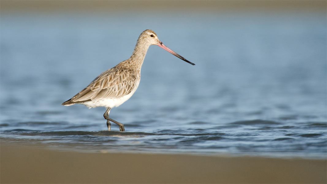 Bar-tailed godwit