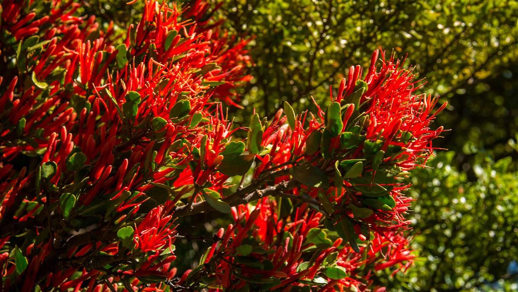 Mistletoe: Native Plants