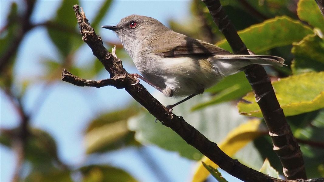 Grey warbler.