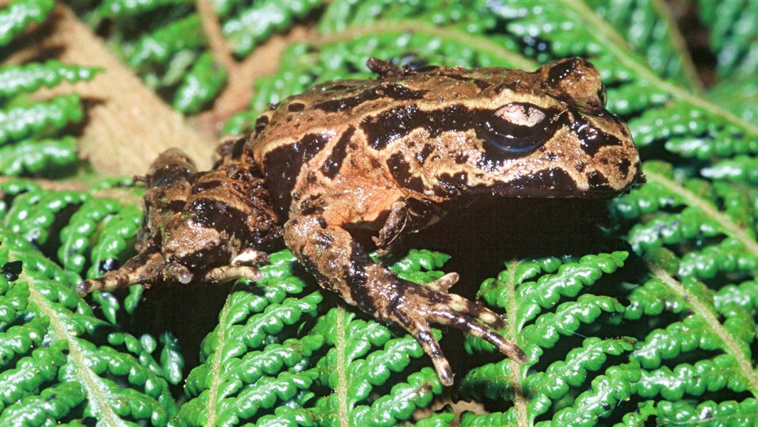 A close up of a frog on a leaf.