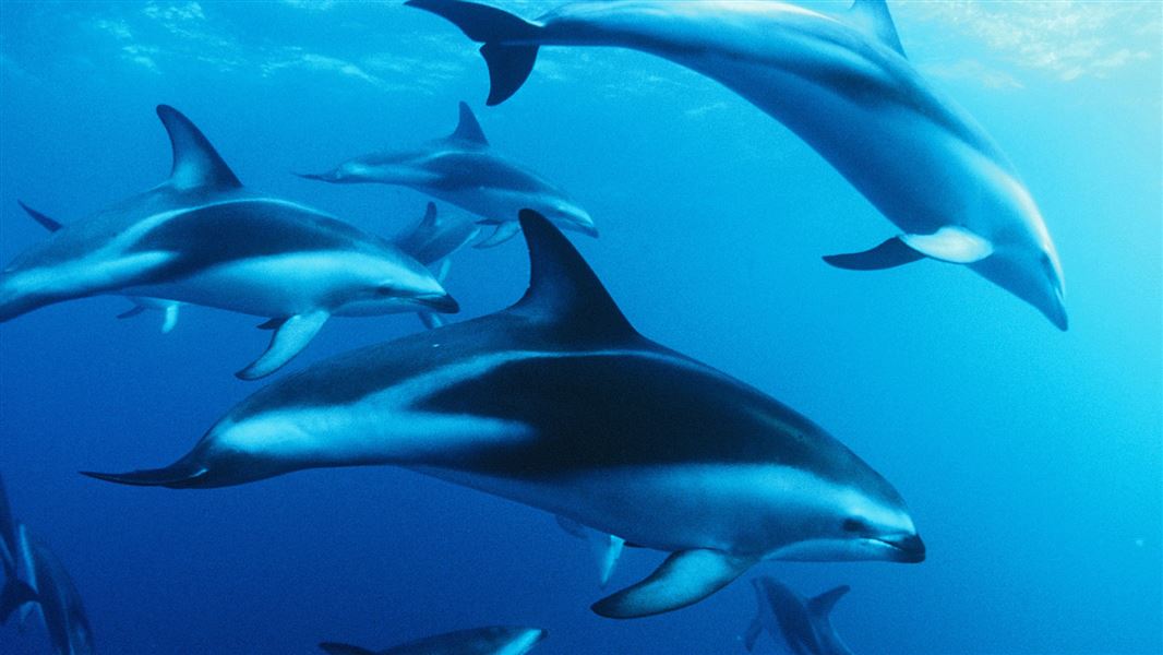 A pod of Dusky dolphins swim, play and  arc through the deep blue water.