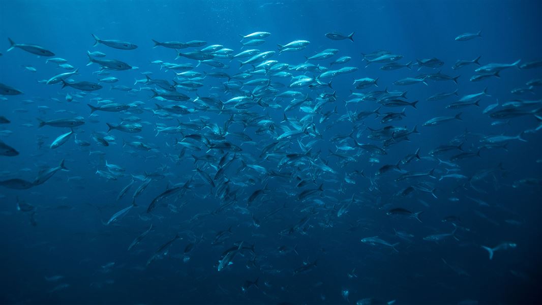 Kahawai in Hauraki Gulf Marine Reserve. 