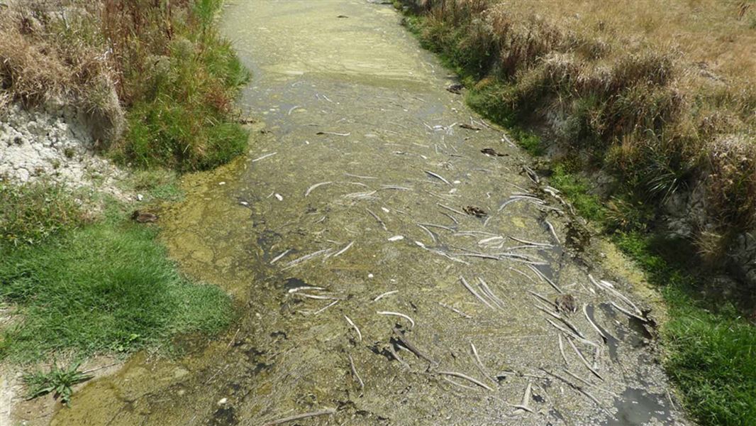 A stream full of dead eels and gunge.