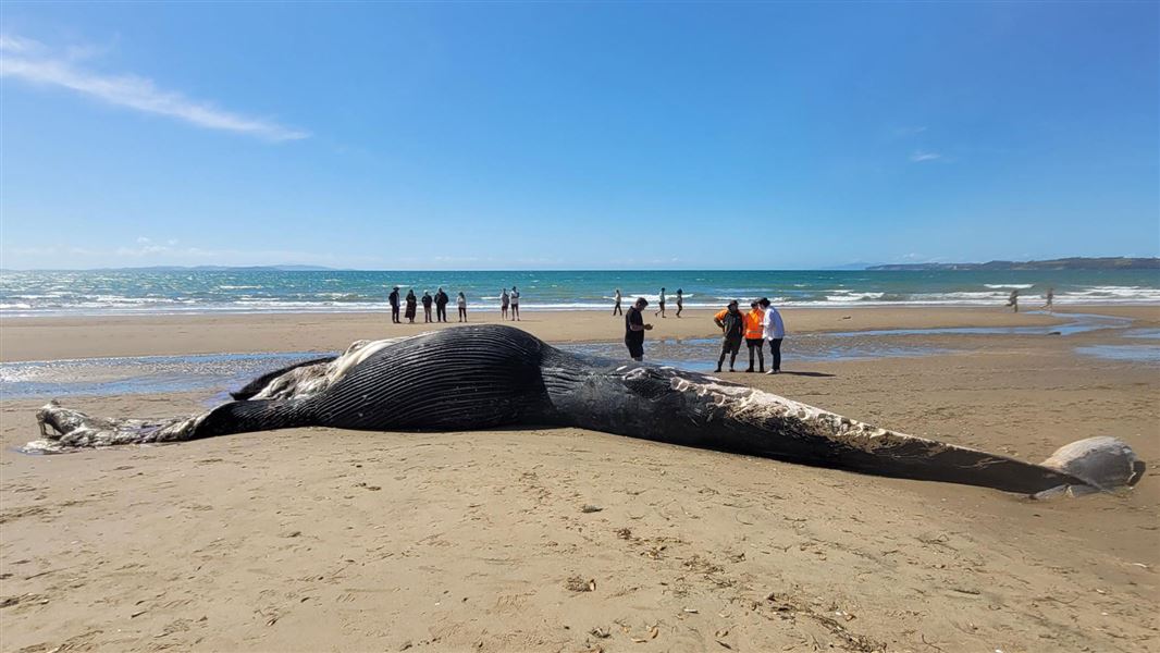 Pygmy blue whale found at Red Beach.