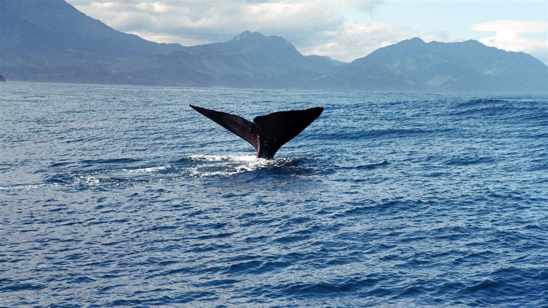 Sperm whale flukes.