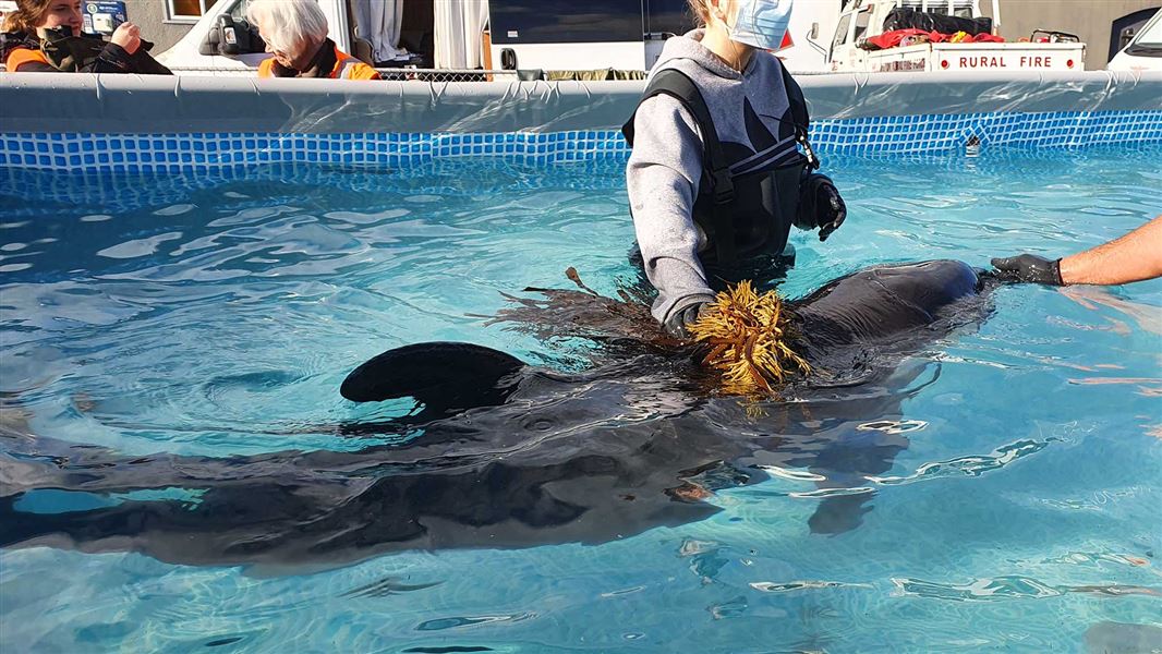 Juvenile orca in swimming pool with volunteers.