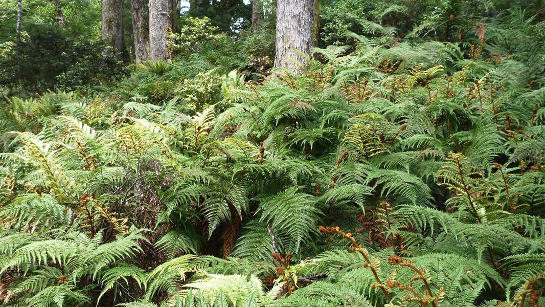 Hard fern in Ruahine Forest Park. 