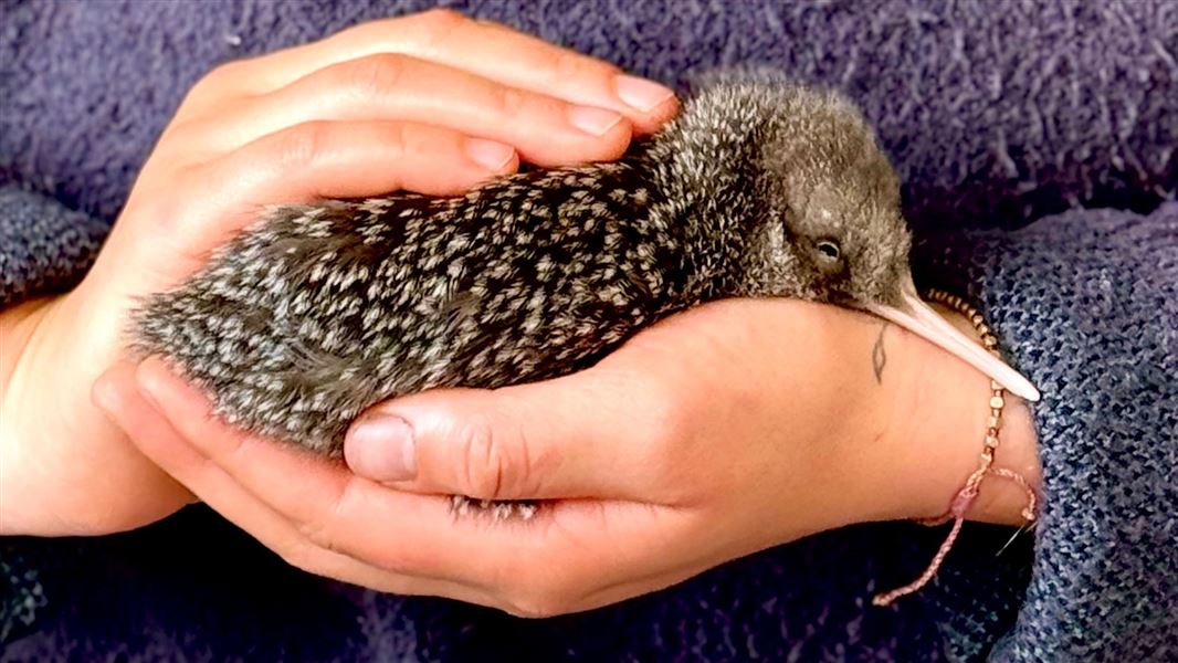 Kiwi pukupuku/little spotted kiwi