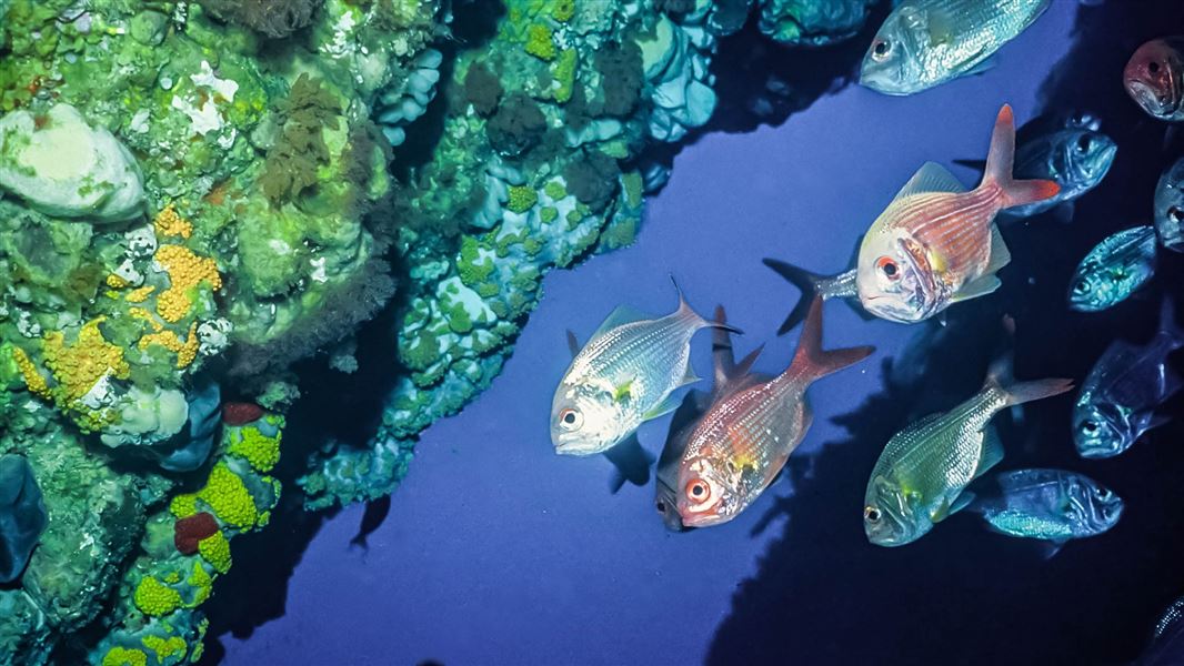 A group of fish by a colourful reef cliff.