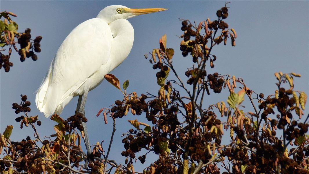 White heron.