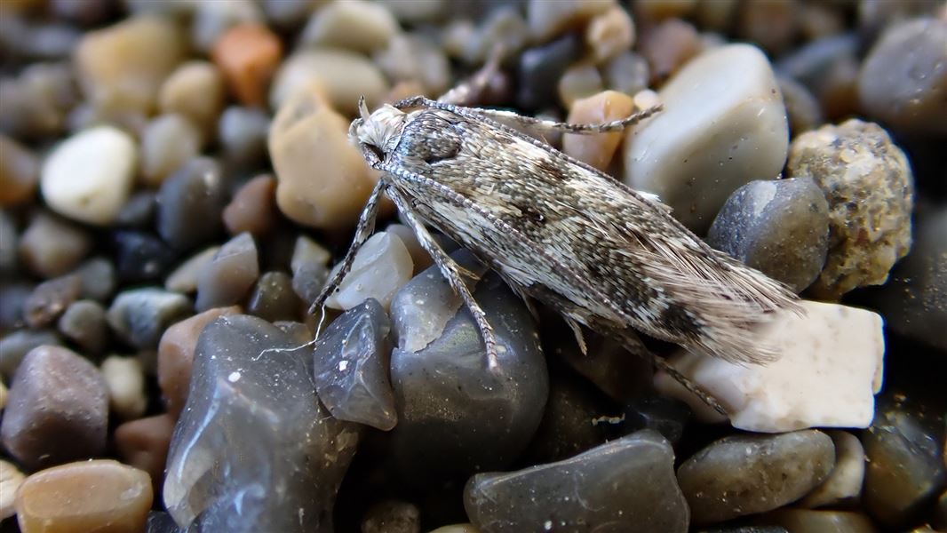 Moth on pebbles.