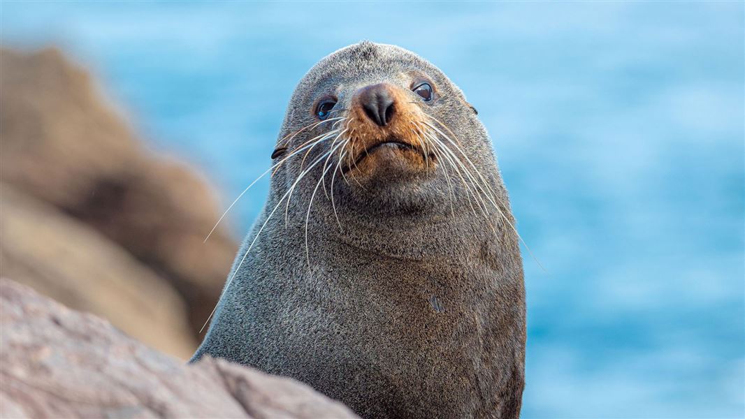 Fur seal sitting on rock