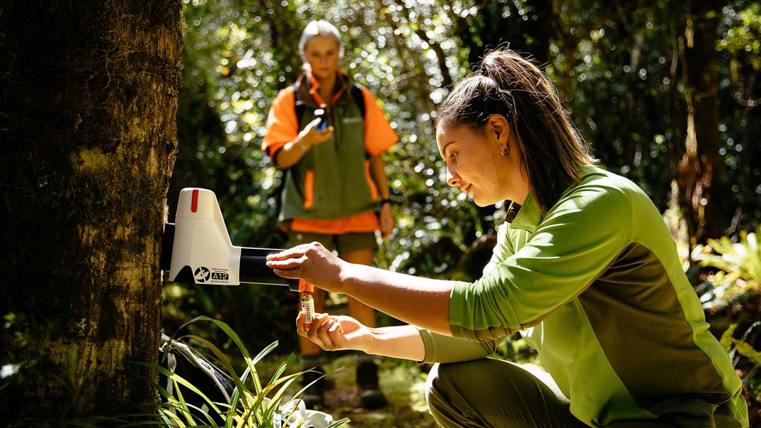 Two DOC Rangers installing a Goodnature A12 Possum Trap low on a tree.