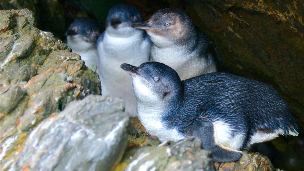 A group of little blue penguins hiding in a rock crevice on Moturata/Taieri Island in Otago