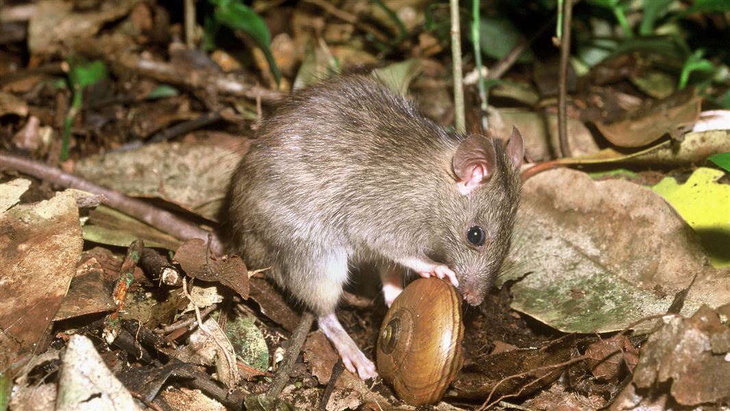 Rat eating a snail. 