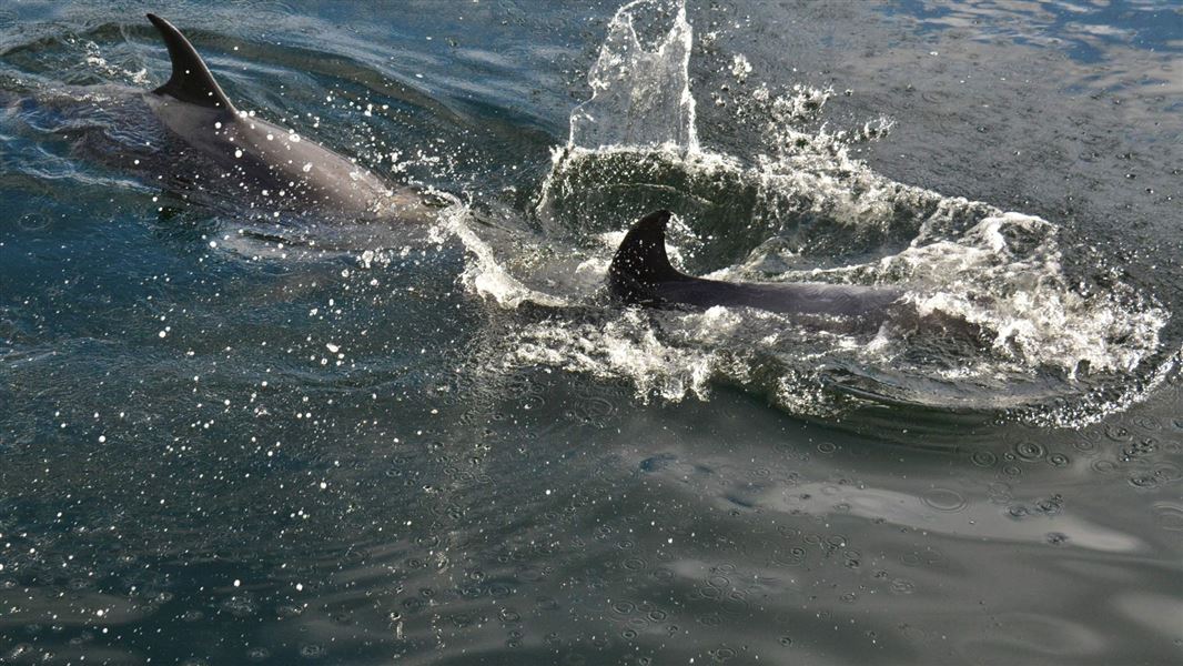 Bottlenose dolphins