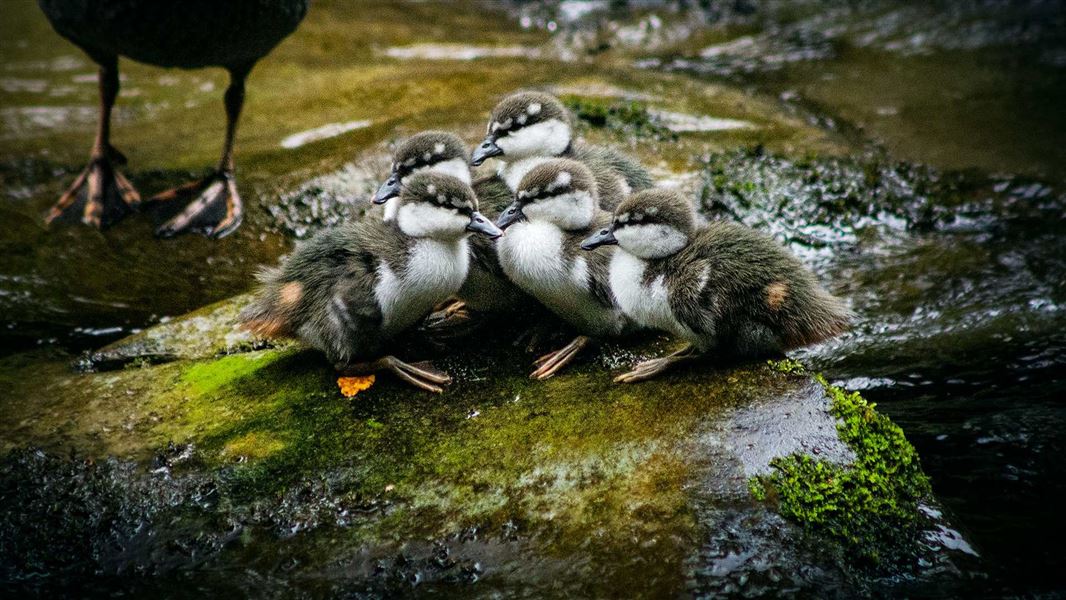 Whio ducklings huddled together