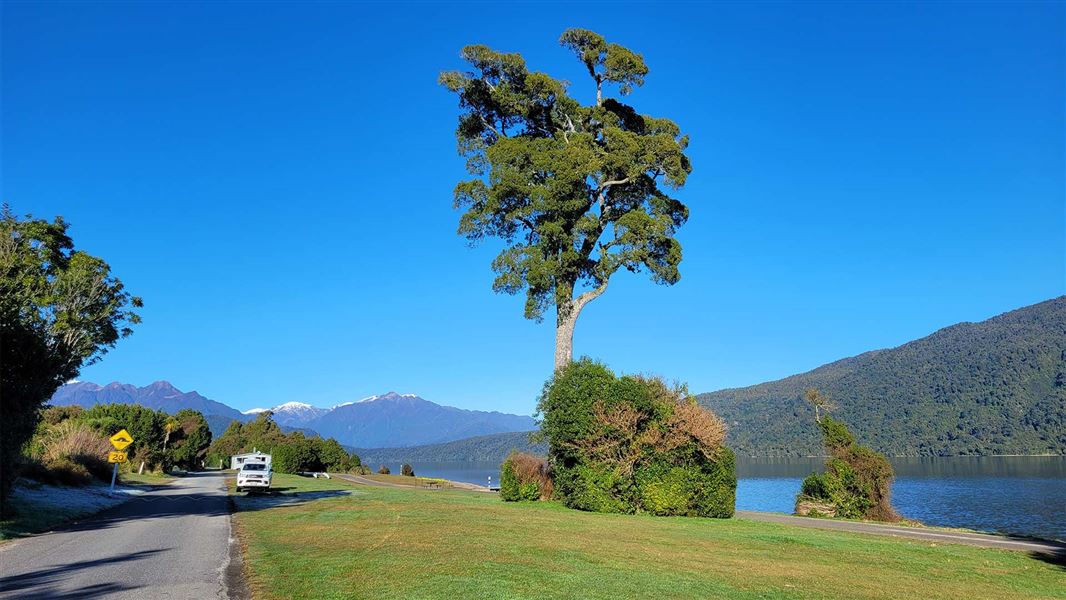 The matai tree to be felled