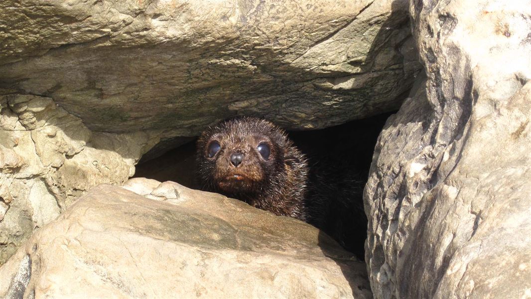 A seal pup peeks out from a hole in some rocks.