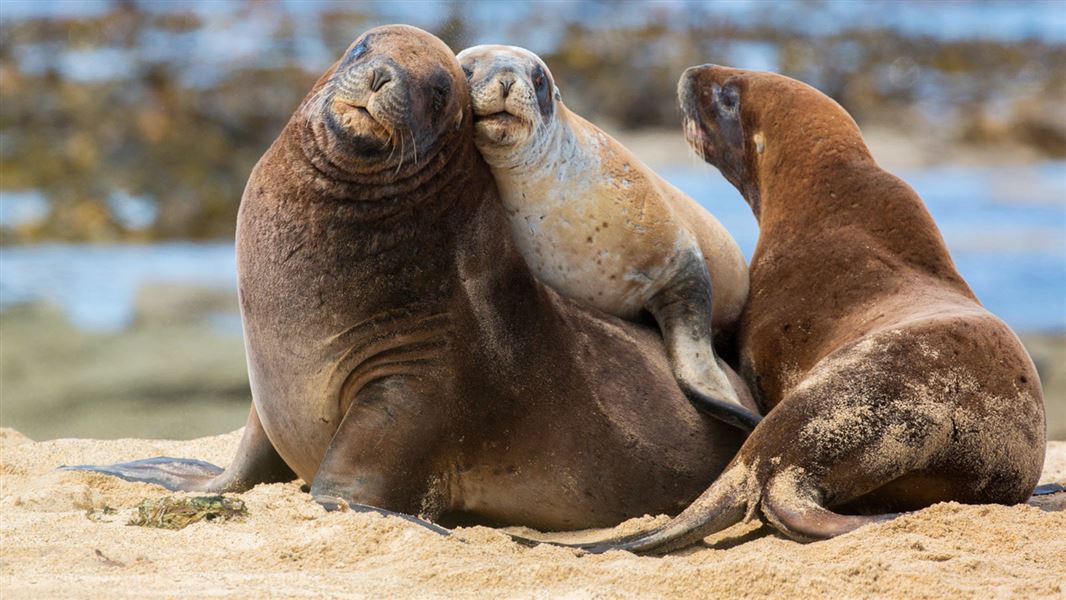 New Zealand sea lions on beach.