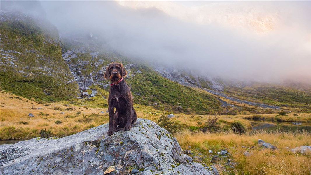 A brown dog sits on a rock in a valley with a misty mountain range behind.