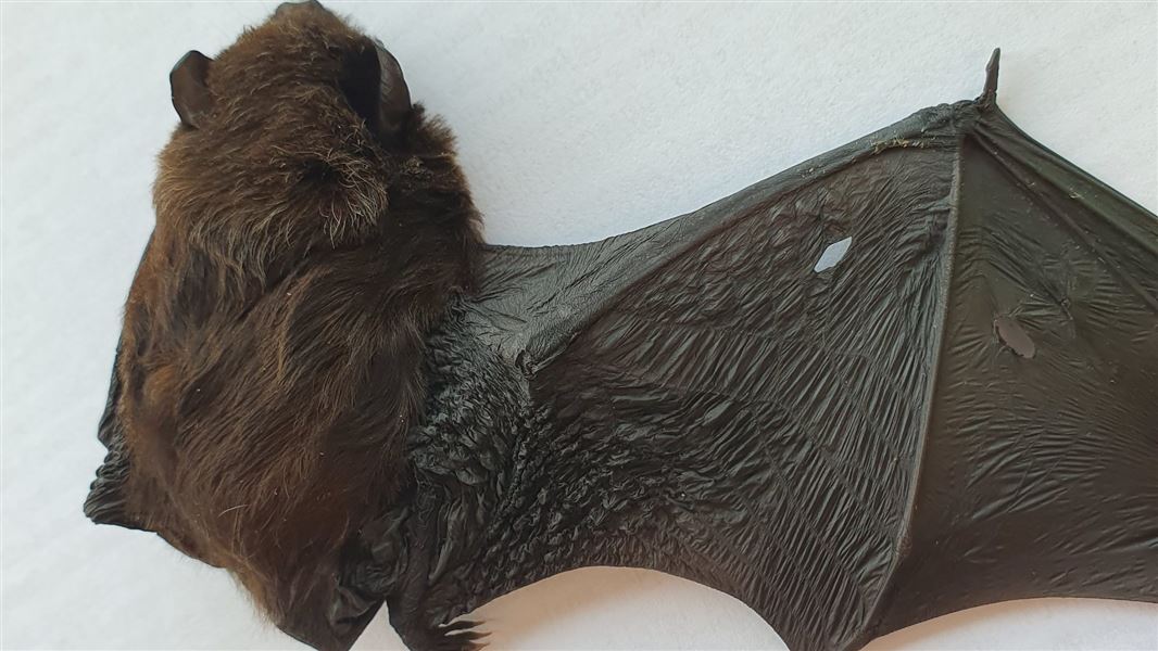 A close up of a dead bat with tears in it's wing and wet, matted fur.