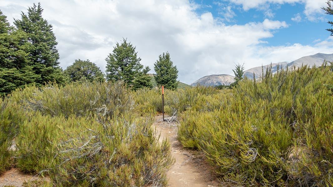 Dracophyllum Flat Track