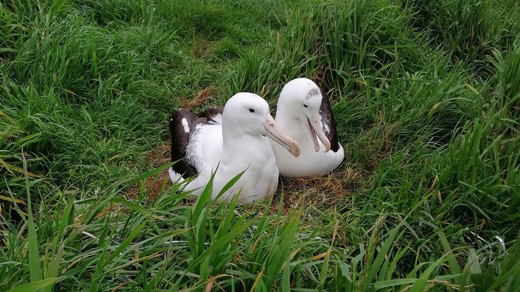 Northern royal albatross pair. 