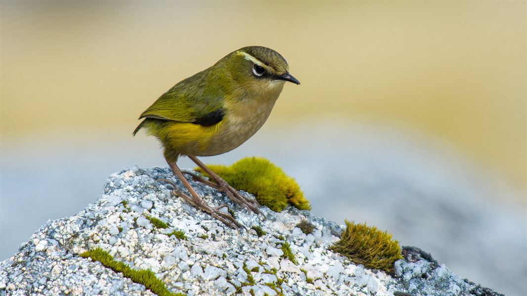 Rock wren/tuke. 