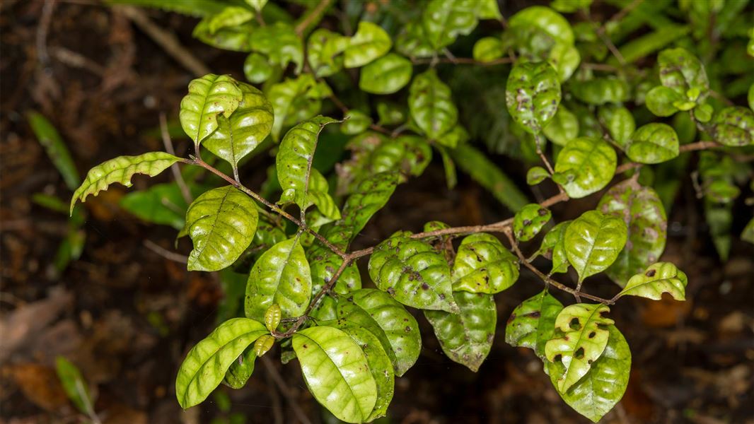 Ramarama occurs in native forests throughout much of the North Island lowland