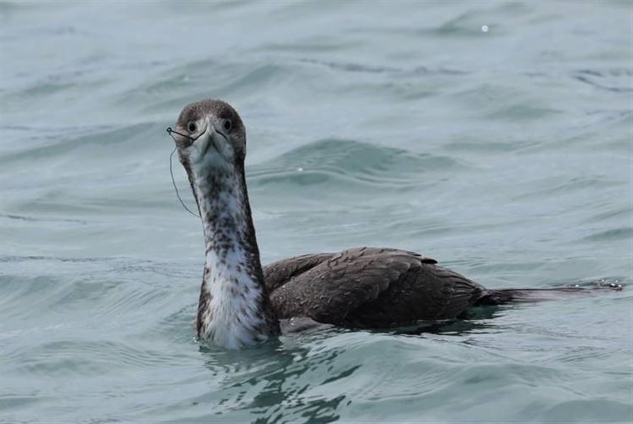 Shag with fish hook in mouth.