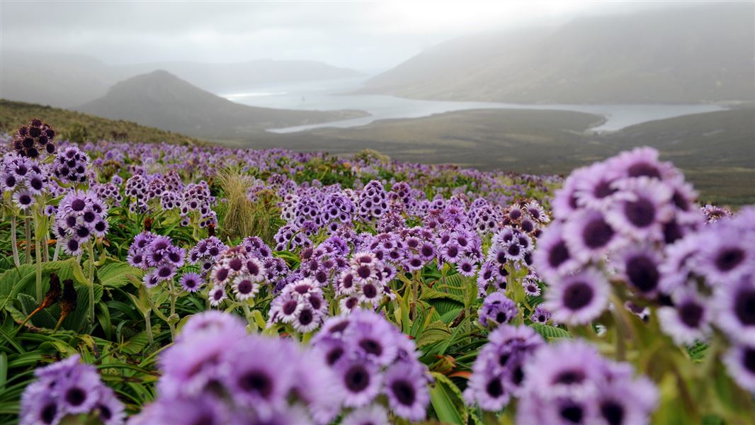 Megaherb field of Pleurophyllum speciosum, Campbell Island