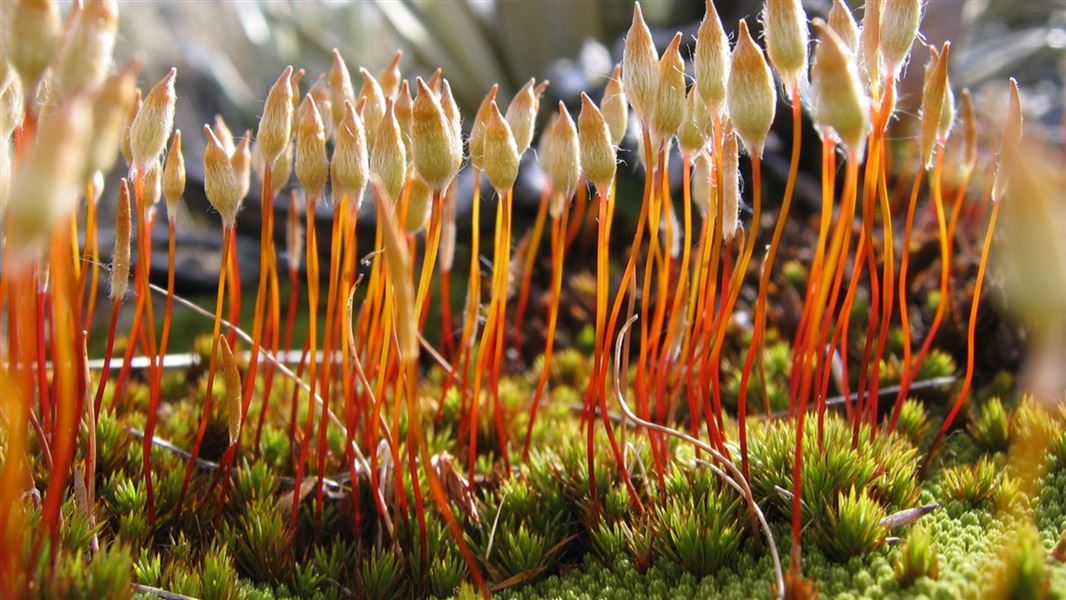 Close of polytrichum juniperinum.