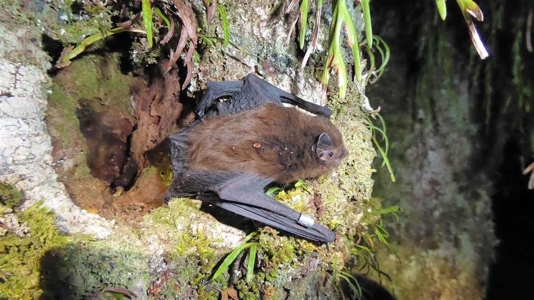 A bat clinging to the trunk of a moss-covered tree. 