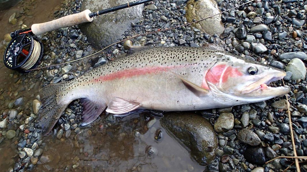 Rainbow trout just caught. 