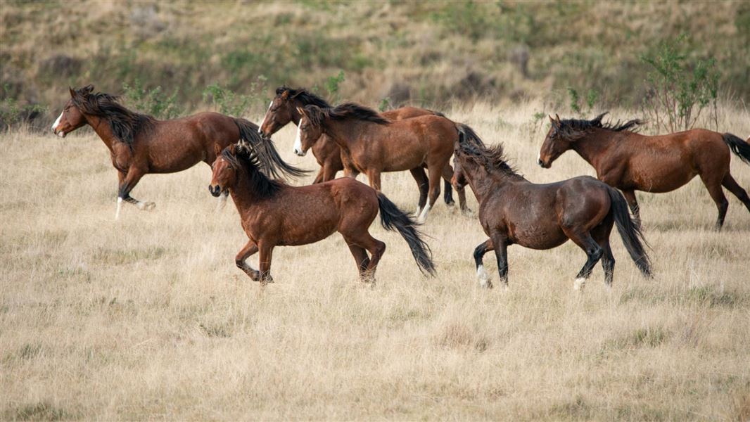 Kaimanawa wild horse muster