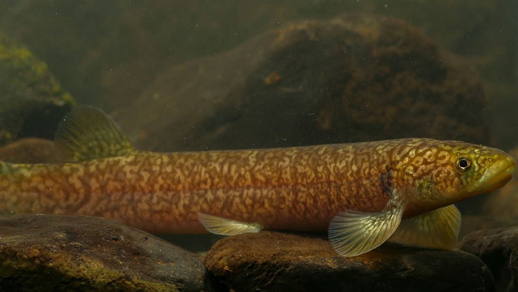 Kōaro in a stream near Kaikōura