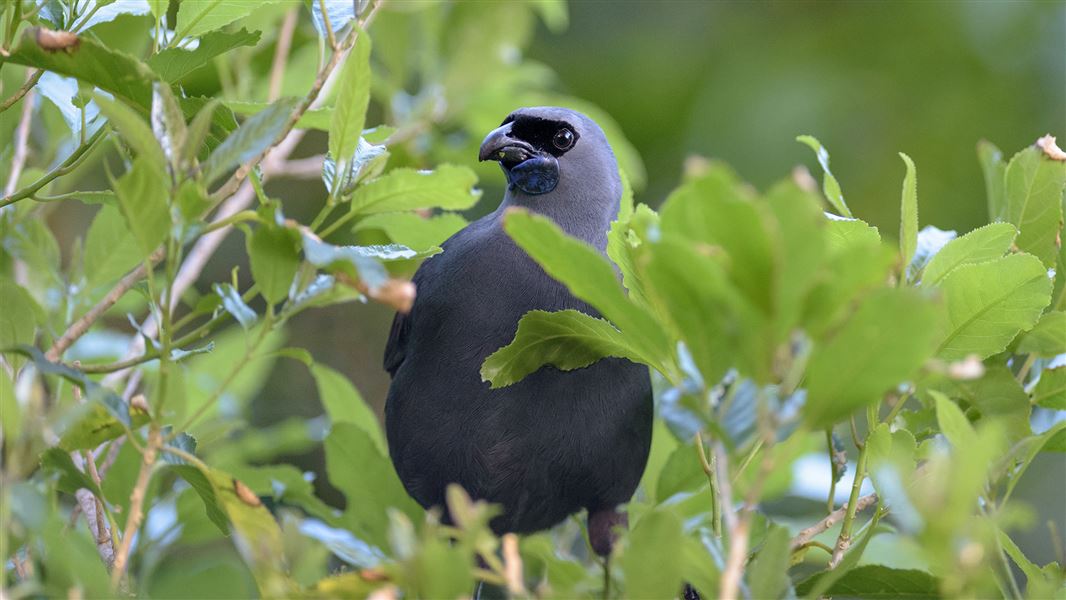 Kōkako