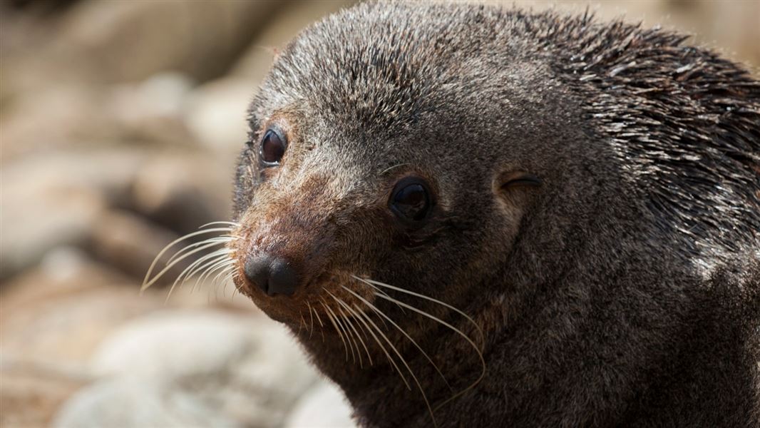 New Zealand fur seal/kekeno